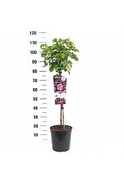 Rosa Nautica® C6 Lit. Na steblu 60 cm