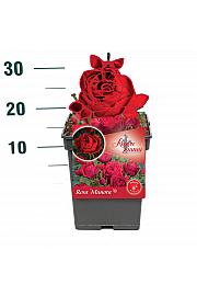 Rosa Manora® C5 Lit. 15-20 cm