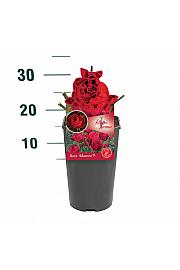 Rosa Manora® C3 Lit. 10-15 cm