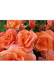 Rosa Lovely Queen C1 Lit. 20-30 cm