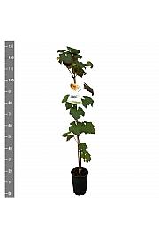 Vitis vinifera New York Muskat C4 Lit. 100-120 cm
