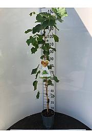 Vitis vinifera New York Muskat C4 Lit. 100-120 cm