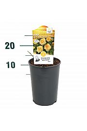 Rosa hybrid Yellow Fairy C2 Lit. 5-10 cm