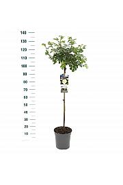 Rosa hybrid White Meilove C6 Lit. Na steblu 90 cm