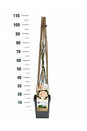 Rosa hybrid White Angel C5 Lit. 40-60 cm Vzpenjava
