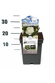 Rosa hybrid Weisse Wolke C5 Lit. 15-20 cm