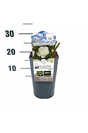 Rosa hybrid Weisse Wolke C3 Lit. 10-15 cm
