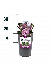 Rosa hybrid Waltz Time C3 Lit. 10-15 cm