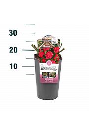 Rosa hybrid Ville du Roeulx C3 Lit. 10-15 cm