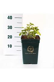 Rosa hybrid Vanessa Bell C5 Lit. 15-20 cm