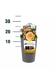 Rosa hybrid Valencia C3 Lit. 10-15 cm