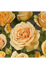 Rosa hybrid Valencia C3 Lit. 10-15 cm