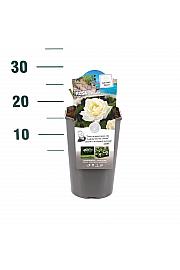 Rosa hybrid True Love C3 Lit. 10-15 cm