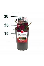 Rosa hybrid Till Eulenspiegel C3 Lit. 10-15 cm