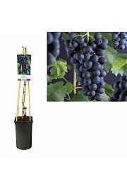 Vitis vinifera Frankenthaler C2,5 Lit. 40-60 cm