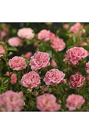 Rosa hybrid The Fairy C2 Lit. 5-10 cm