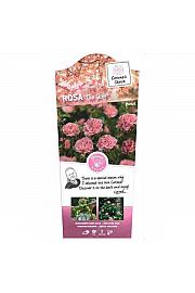 Rosa hybrid The Fairy C6 Lit. Na steblu 60 cm