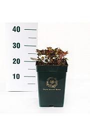 Rosa hybrid The Ancient Mariner C5 Lit. 15-20 cm