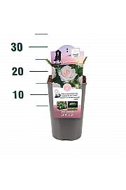 Rosa hybrid Sweet Romanza C3 Lit. 10-15 cm