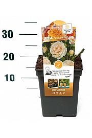 Rosa hybrid Sweet Honey C5 Lit. 15-20 cm