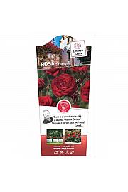 Rosa hybrid Stromboli C3 Lit. 10-15 cm