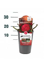 Rosa hybrid Störtebeker C3 Lit. 10-15 cm