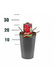 Rosa hybrid Sorrento C3 Lit. 10-15 cm