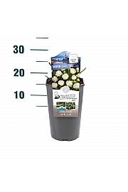 Rosa hybrid Snövit C3 Lit. 10-15 cm