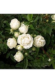 Rosa hybrid Snövit C3 Lit. 10-15 cm