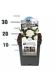 Rosa hybrid Schneewittchen C5 Lit. 15-20 cm