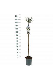 Rosa hybrid Schneewitchen C6 Lit. Na steblu 110 cm