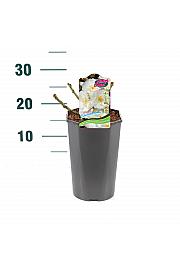 Rosa hybrid Schneeflocke C3 Lit. 10-15 cm