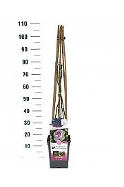 Rosa hybrid Saphir C5 Lit. 40-60 cm Vzpenjava