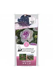 Rosa hybrid Saphir C5 Lit. 40-60 cm Vzpenjava