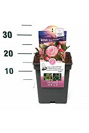 Rosa hybrid Rose Meilove C5 Lit. 15-20 cm