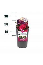 Rosa hybrid Rose Gaujard C3 Lit. 10-15 cm