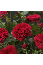 Rosa hybrid Red Leonardo da Vinci C3 Lit. 10-15 cm