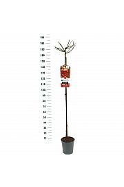 Rosa hybrid Rambling Rosie C6 Lit. Na steblu 140 cm