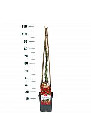 Rosa hybrid Rambling Rosie C5 Lit. 40-60 cm Vzpenjava