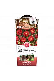 Rosa hybrid Rambling Rosie C5 Lit. 40-60 cm Vzpenjava