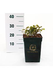 Rosa hybrid Princess Anne C5 Lit. 15-20 cm