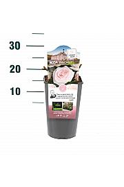 Rosa hybrid Prince Jardinier C3 Lit. 10-15 cm