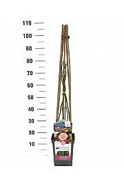 Rosa hybrid Pirouette C5 Lit. 40-60 cm Vzpenjava