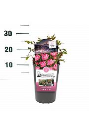 Rosa hybrid Pink Morsdag C3 Lit. 10-15 cm