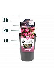 Rosa hybrid Pink Morsdag C3 Lit. 10-15 cm