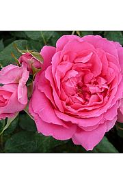 Rosa hybrid Pink Cloud C3 Lit. 50-60 cm Vzpenjava