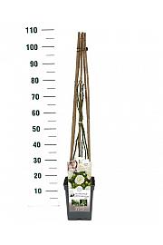 Rosa hybrid Perfume Dreams C5 Lit. 40-60 cm Vzpenjava