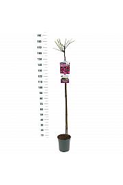 Rosa hybrid Perenial Blue C6 Lit. Na steblu 140 cm