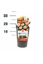 Rosa hybrid Peach Clementine C3 Lit. 10-15 cm