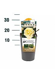Rosa hybrid Peace C3 Lit. 10-15 cm